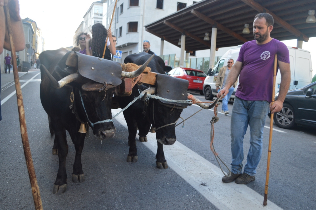 Feira do gando do Castro de Caldelas. Ourense. Galicia