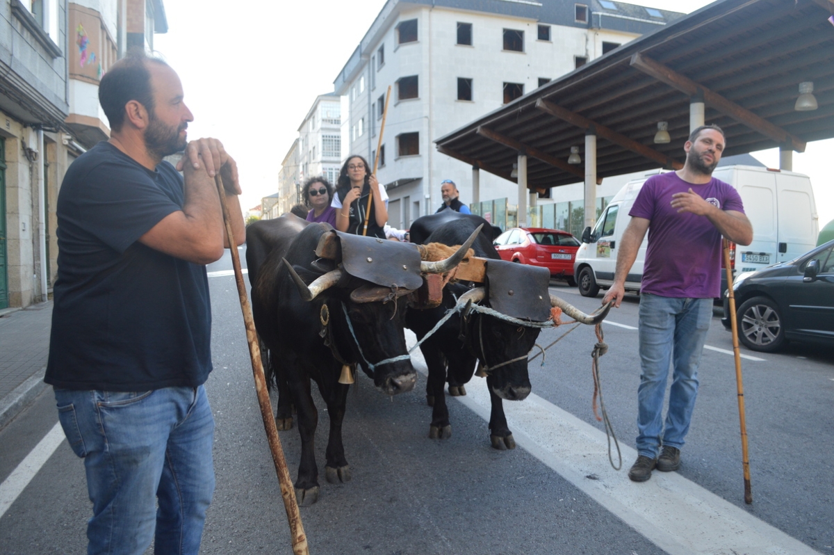 Feira do gando do Castro de Caldelas. Ourense. Galicia