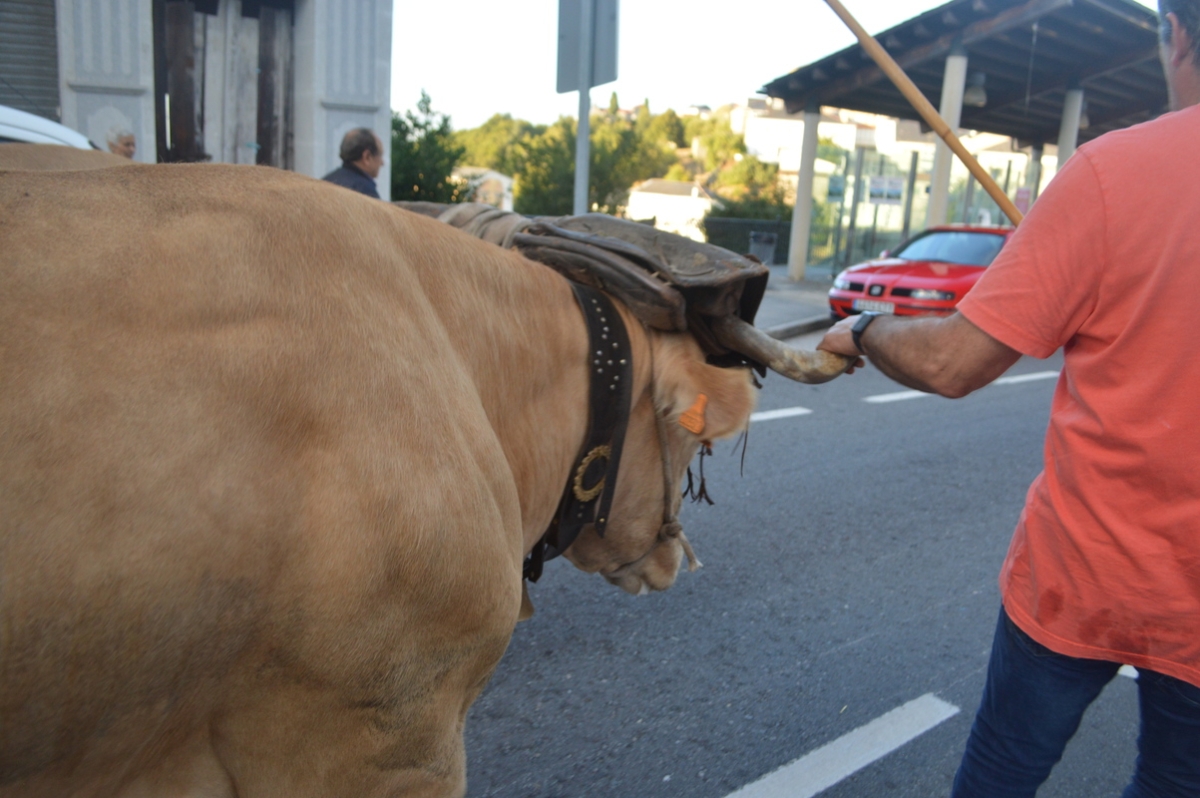Feira do gando do Castro de Caldelas. Ourense. Galicia