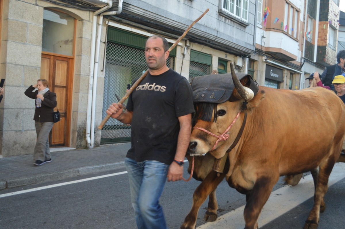 Feira do gando do Castro de Caldelas. Ourense. Galicia