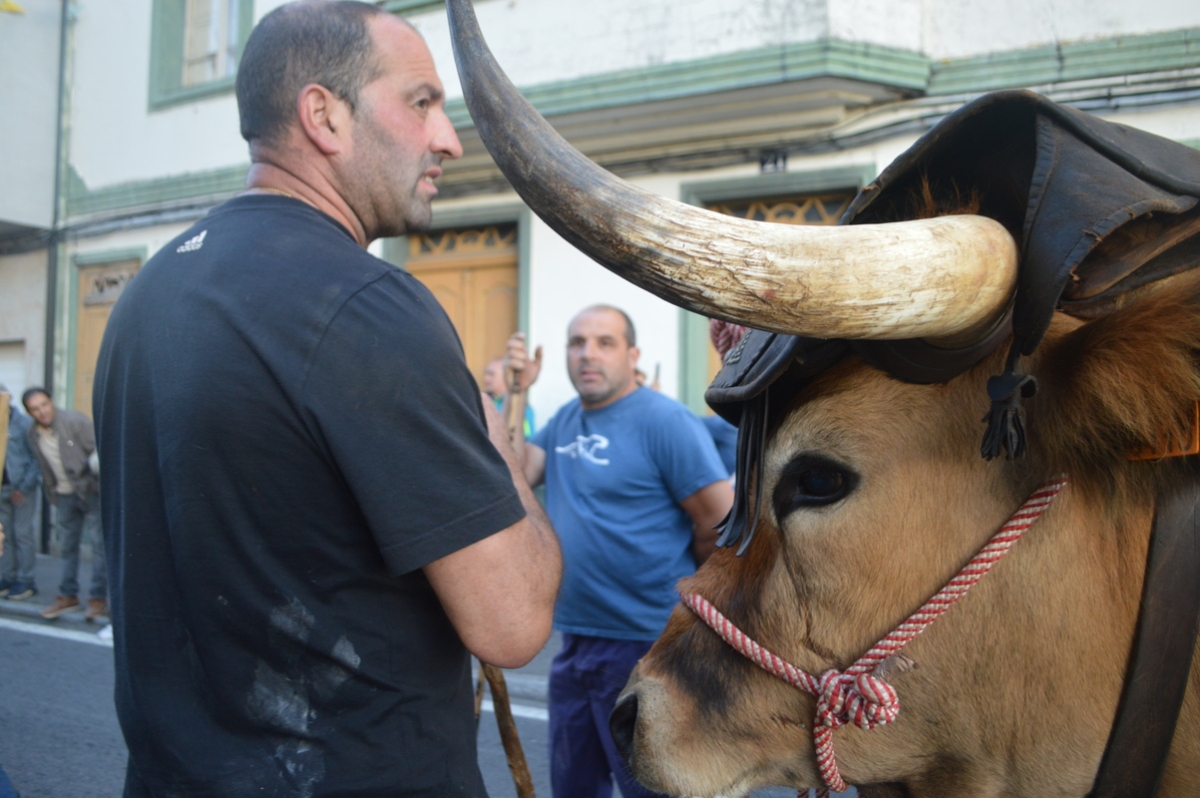 Feira do gando do Castro de Caldelas. Ourense. Galicia