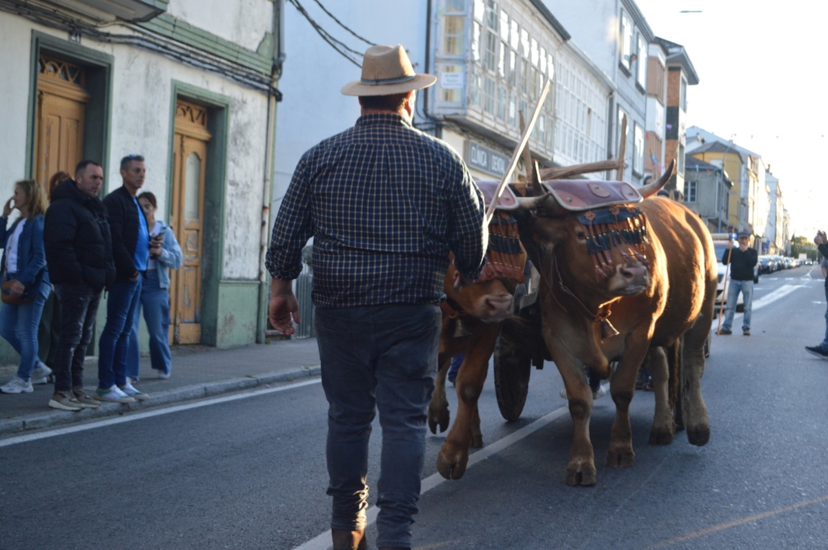 Feira do gando do Castro de Caldelas. Ourense. Galicia