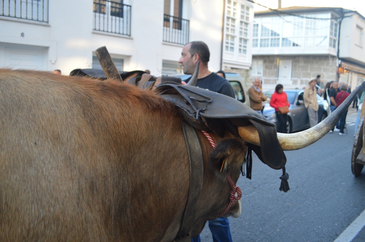 Feira do gando do Castro de Caldelas. Ourense. Galicia