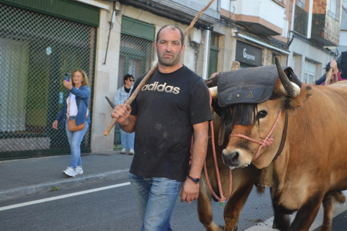 Feira do gando do Castro de Caldelas. Ourense. Galicia