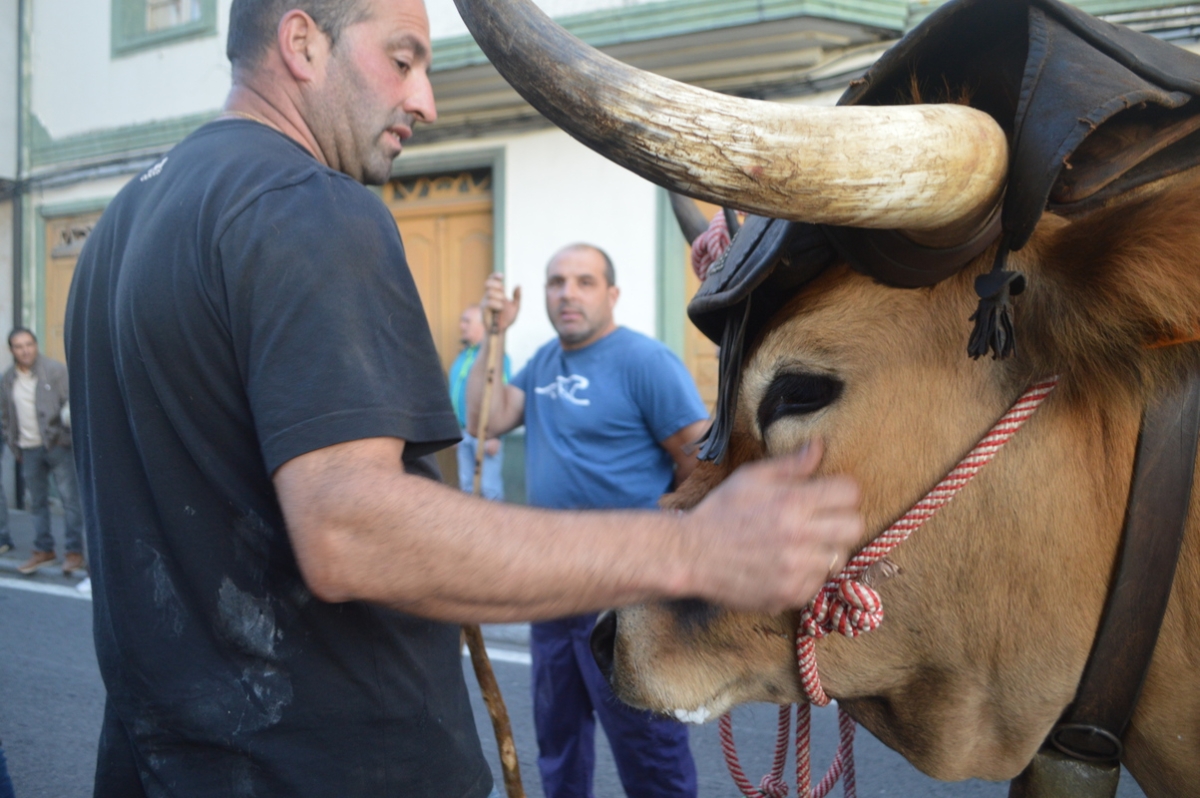 Feira do gando do Castro de Caldelas. Ourense. Galicia
