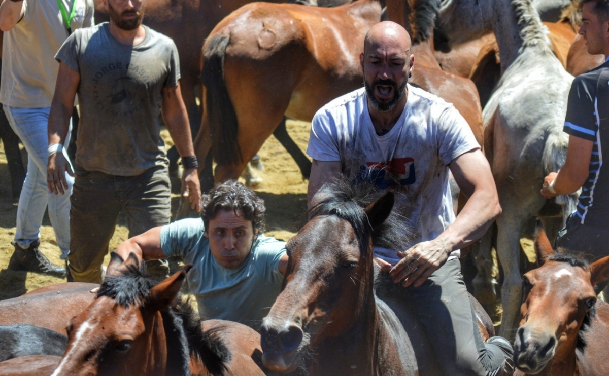 Rapa das bestas de Sabucedo 2025. A Estrada. Pontevedra. byJOM