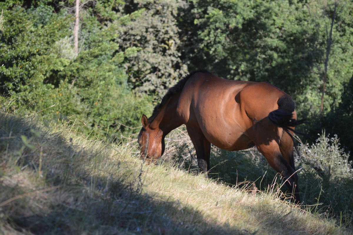 Rapa das bestas de Sabucedo 2025. A Estrada. Pontevedra