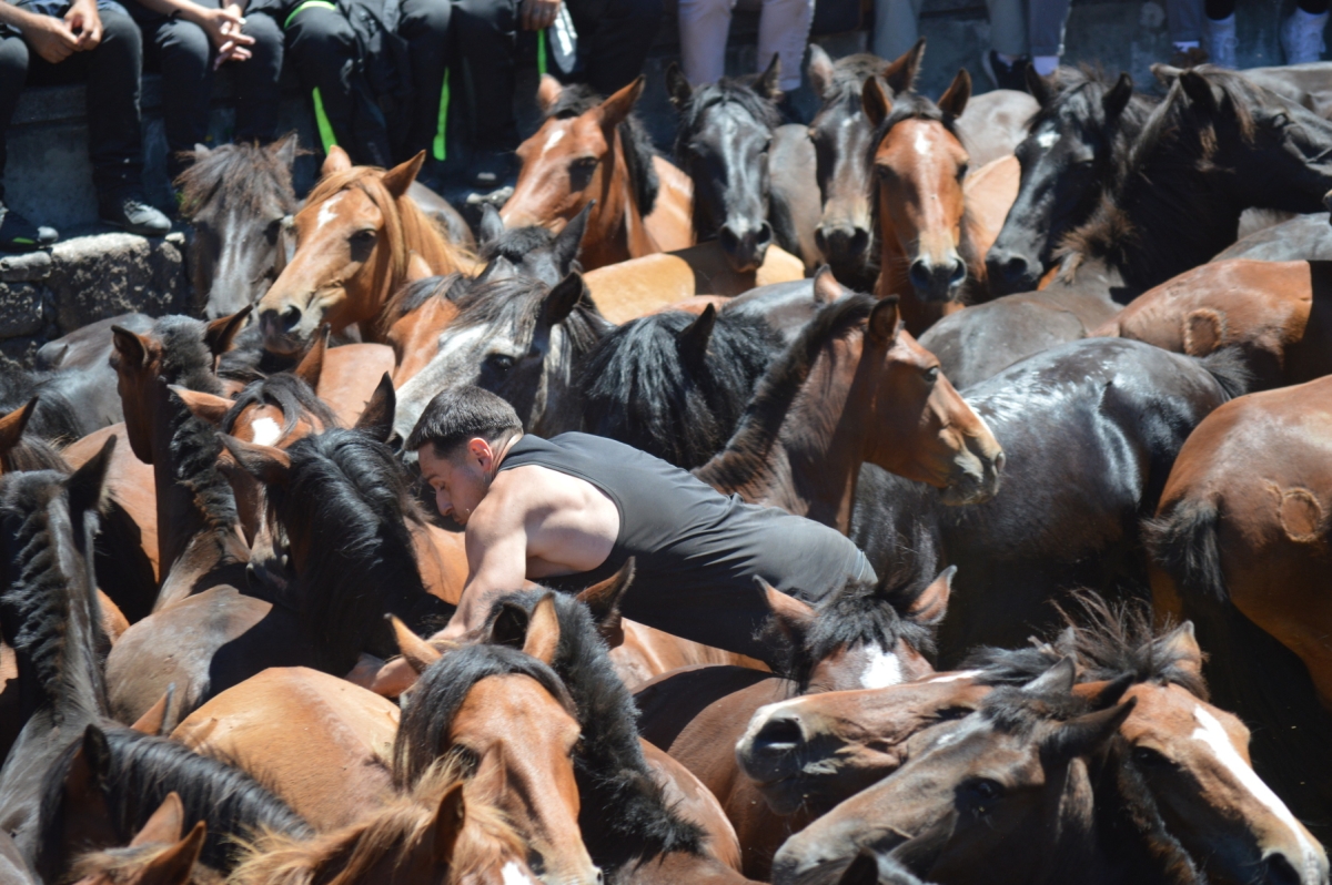Rapa das bestas de Sabucedo 2025. A Estrada. Pontevedra