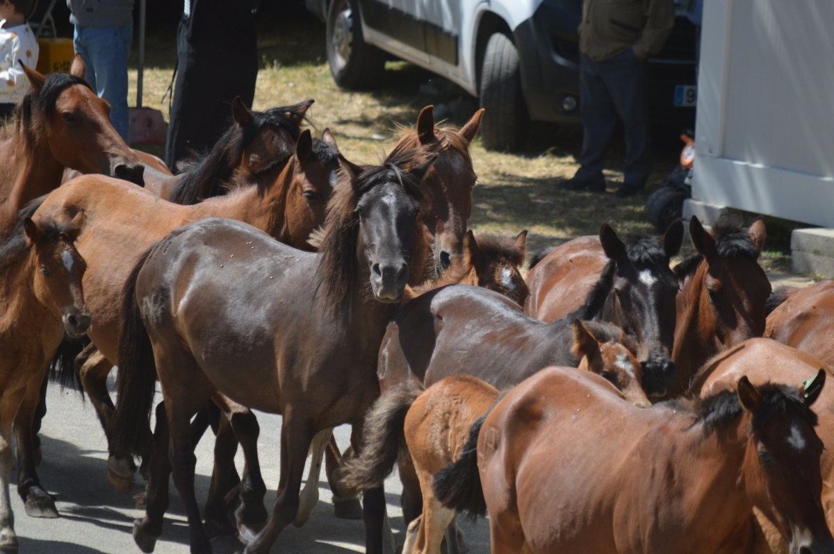 Rapa das bestas de Sabucedo 2025. A Estrada. Pontevedra