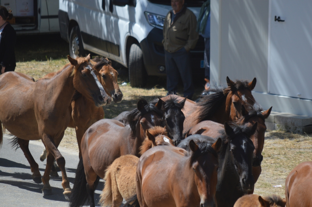 Rapa das Bestas de Sabucedo. A Estrada (pontevedra, Galicia) Festa de interese turstico internacional. Caballos 2025