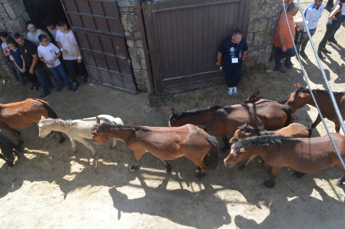 Rapa das Bestas de Sabucedo. A Estrada (pontevedra, Galicia) Festa de interese turstico internacional. Caballos 2025