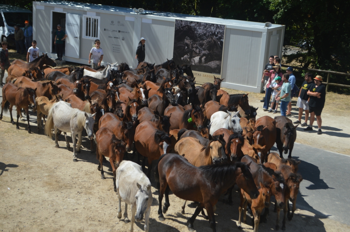 Rapa das Bestas de Sabucedo. A Estrada (pontevedra, Galicia) Festa de interese turstico internacional. Caballos 2025