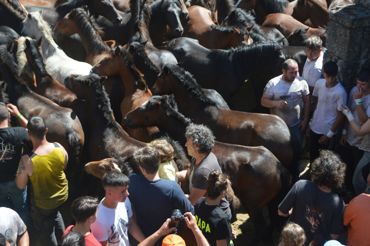Rapa das Bestas de Sabucedo. A Estrada (pontevedra, Galicia) Festa de interese turstico internacional. Caballos 2025