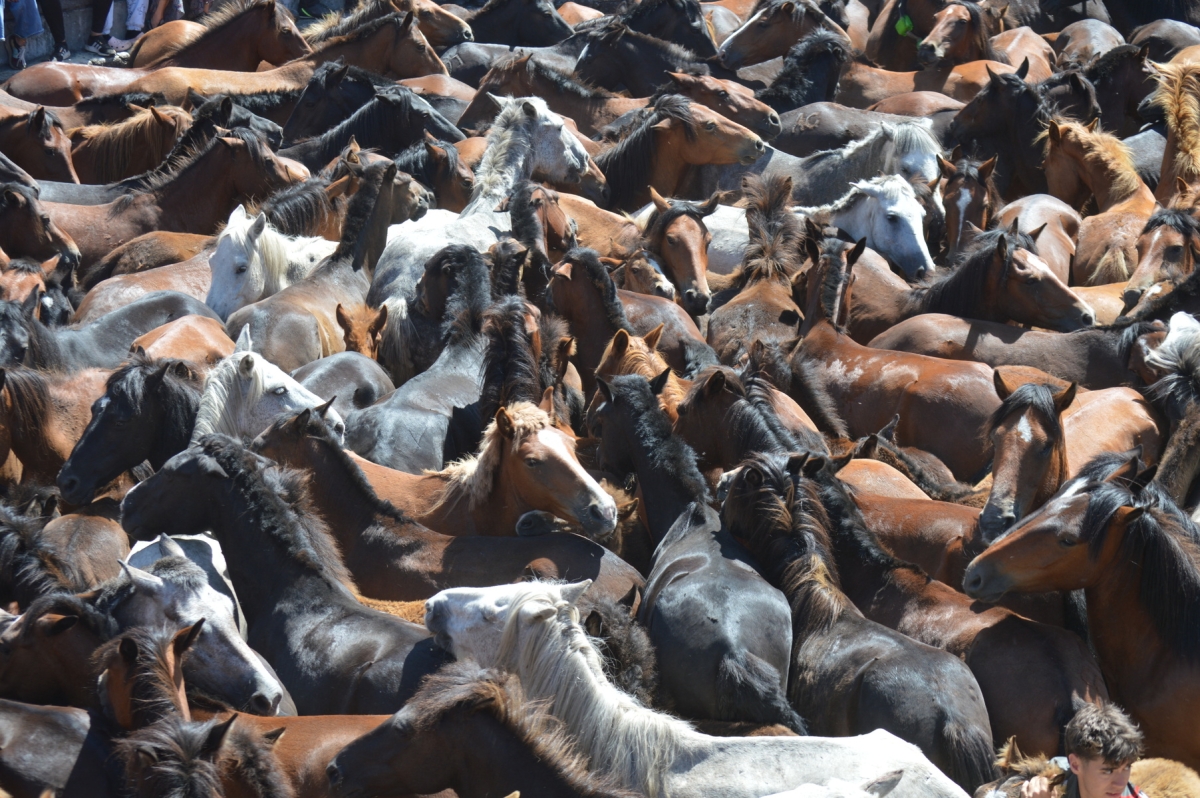 Rapa das Bestas de Sabucedo. A Estrada (pontevedra, Galicia) Festa de interese turstico internacional. Caballos 2025