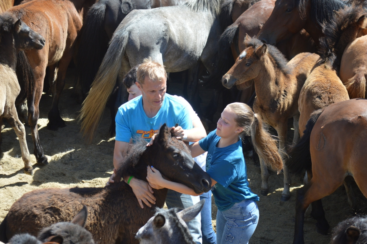 Rapa das Bestas de Sabucedo. A Estrada (pontevedra, Galicia) Festa de interese turstico internacional. Caballos 2025