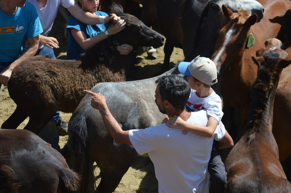 Rapa das Bestas de Sabucedo. A Estrada (pontevedra, Galicia) Festa de interese turstico internacional. Caballos 2025