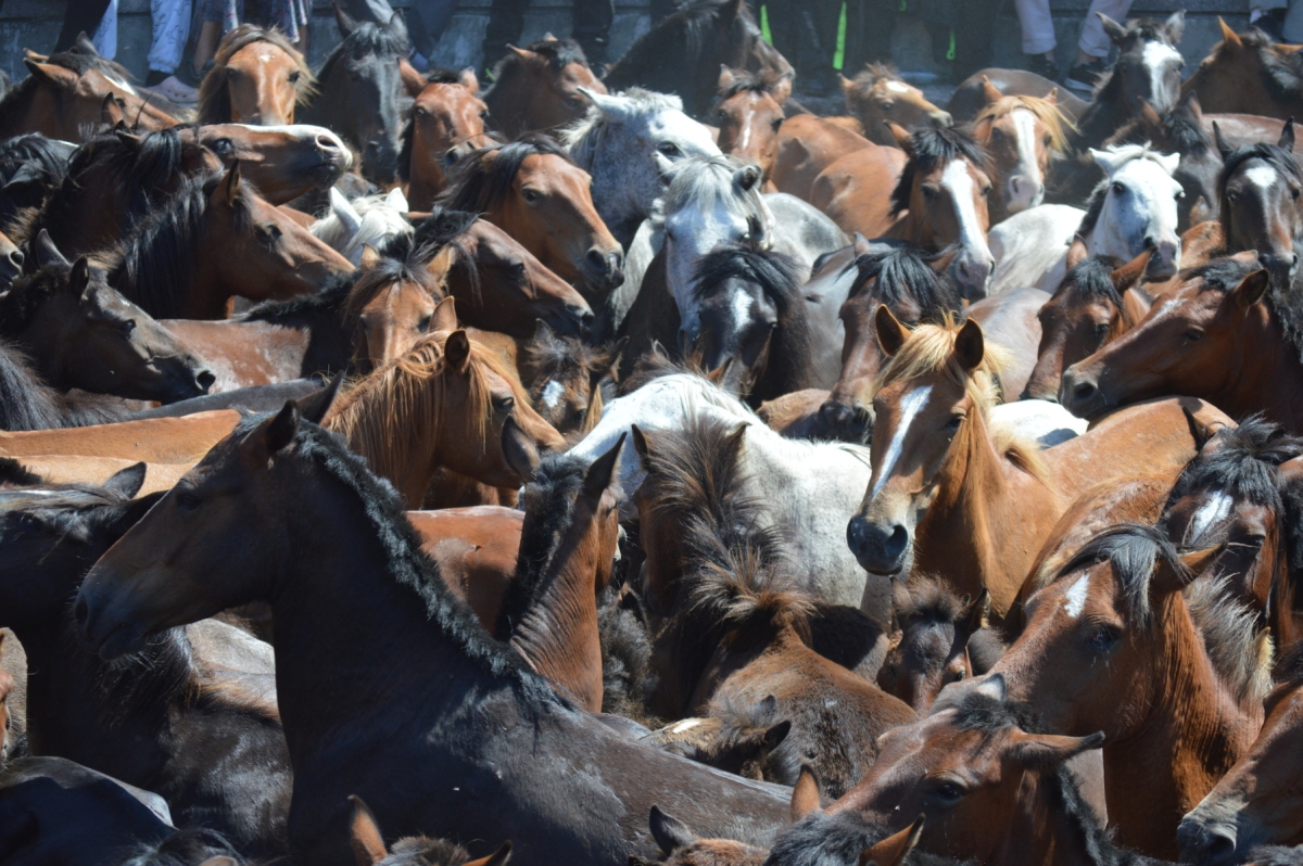 Rapa das Bestas de Sabucedo. A Estrada (pontevedra, Galicia) Festa de interese turstico internacional. Caballos 2025