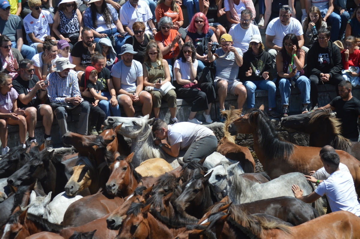 Rapa das Bestas de Sabucedo. A Estrada (pontevedra, Galicia) Festa de interese turstico internacional. Caballos 2025