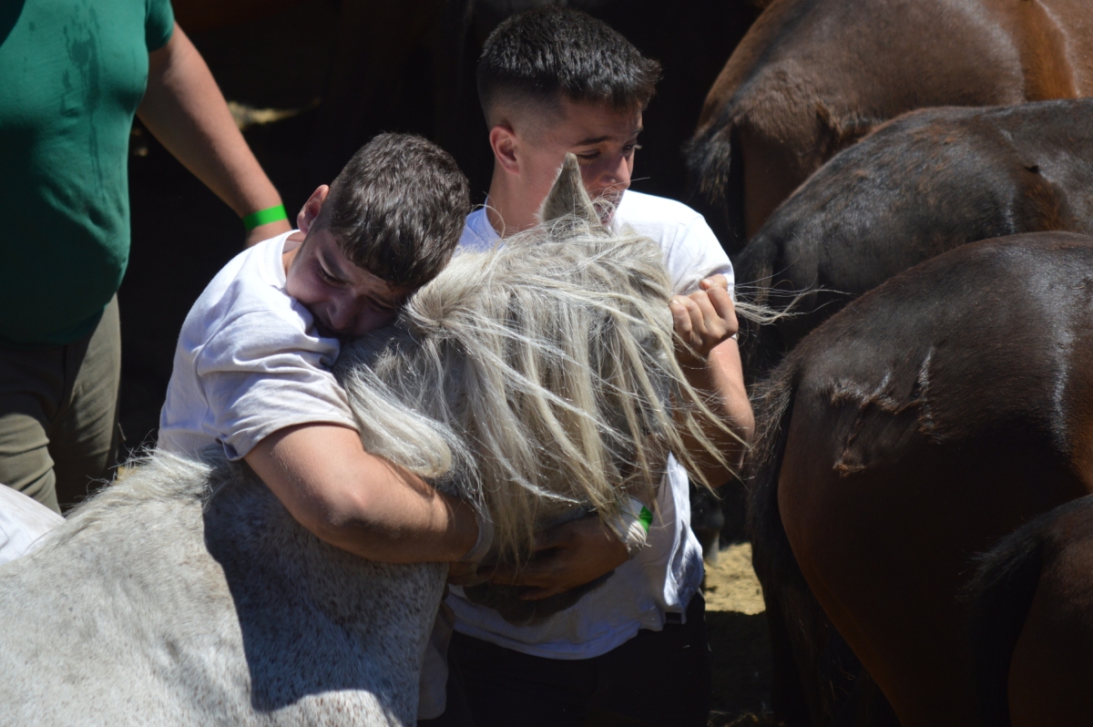 Rapa das Bestas de Sabucedo. A Estrada (pontevedra, Galicia) Festa de interese turstico internacional. Caballos 2025