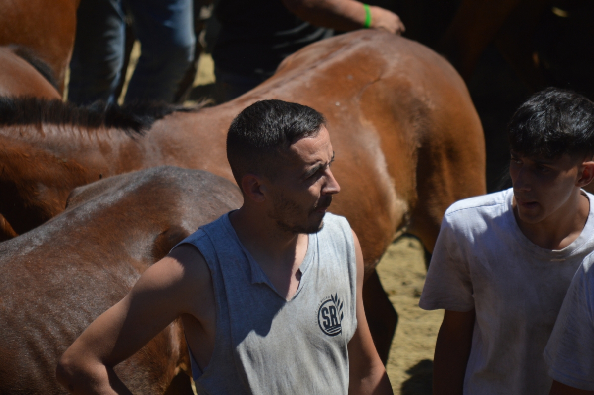 Rapa das Bestas de Sabucedo. A Estrada (pontevedra, Galicia) Festa de interese turstico internacional. Caballos 2025