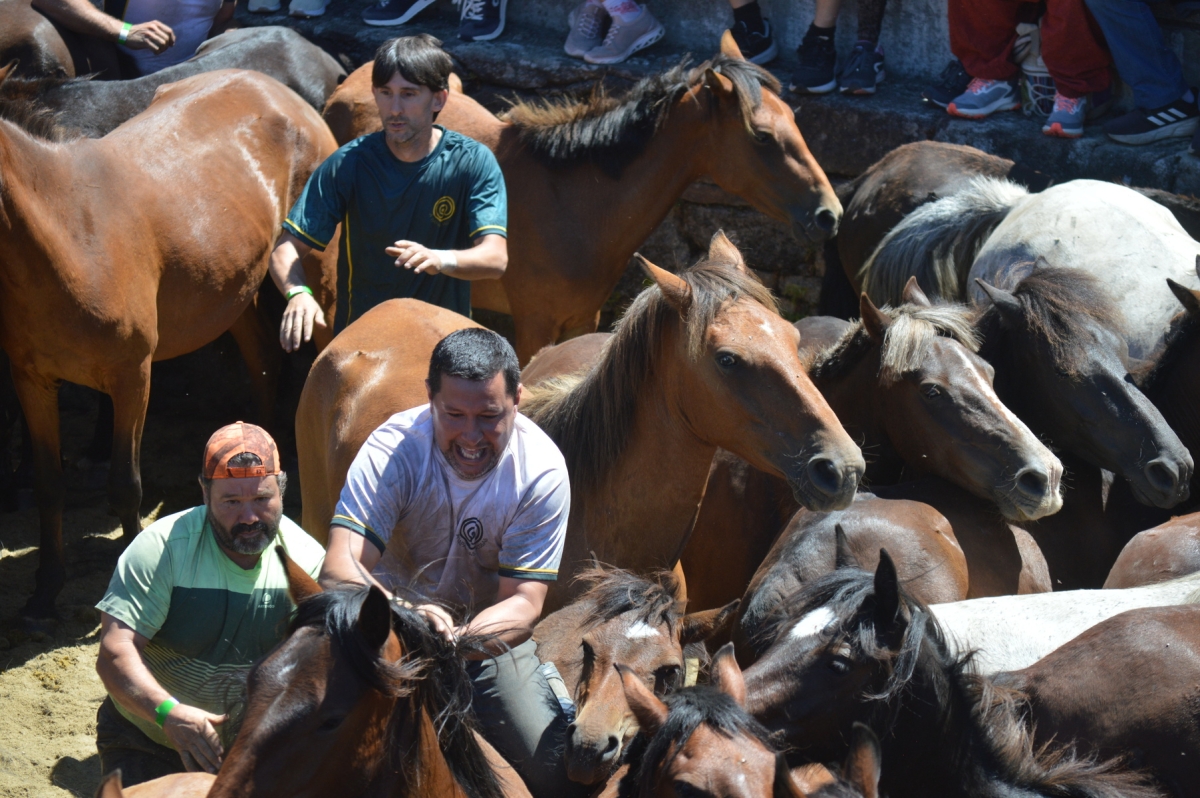 Rapa das Bestas de Sabucedo. A Estrada (pontevedra, Galicia) Festa de interese turstico internacional. Caballos 2025
