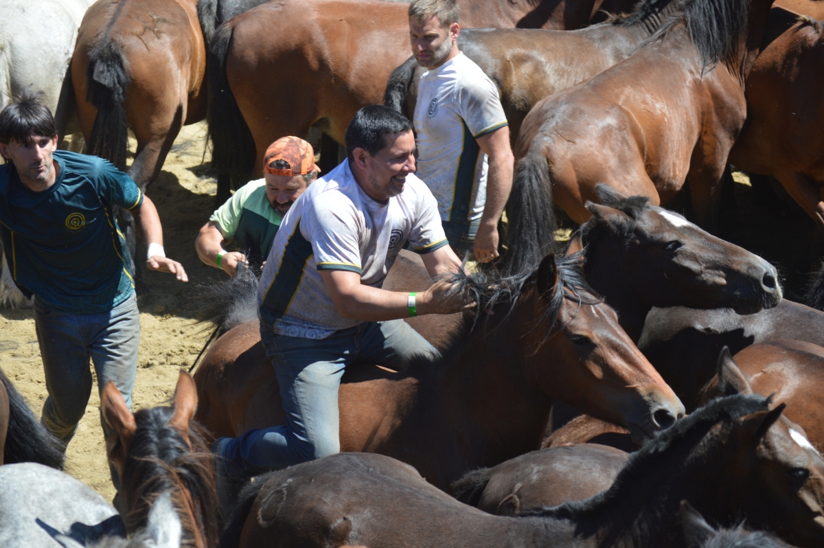 Rapa das Bestas de Sabucedo. A Estrada (pontevedra, Galicia) Festa de interese turstico internacional. Caballos 2025