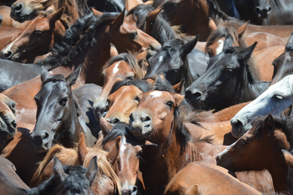Rapa das Bestas de Sabucedo. A Estrada (pontevedra, Galicia) Festa de interese turstico internacional. Cabalos 2025