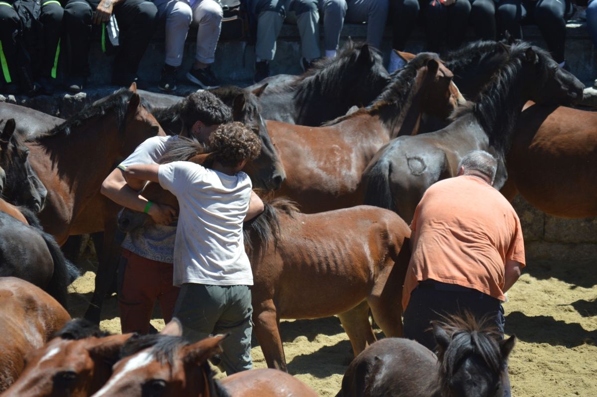Rapa das Bestas de Sabucedo. A Estrada (pontevedra, Galicia) Festa de interese turstico internacional. Cabalos 2025