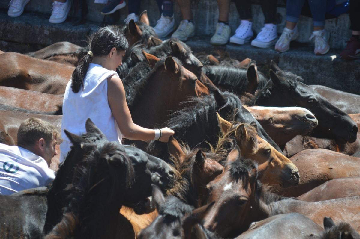 Rapa das Bestas de Sabucedo. A Estrada (pontevedra, Galicia) Festa de interese turstico internacional. Cabalos 2025