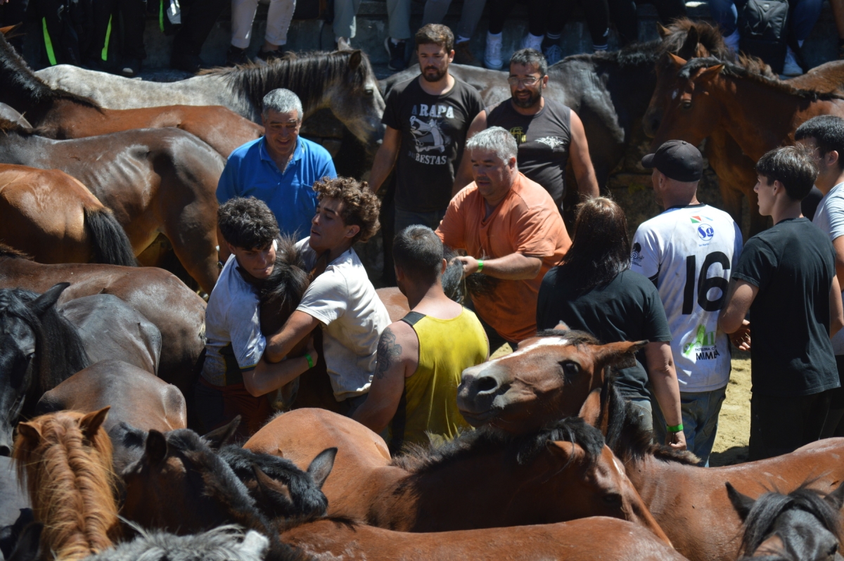 Rapa das Bestas de Sabucedo. A Estrada (pontevedra, Galicia) Festa de interese turstico internacional. Cabalos