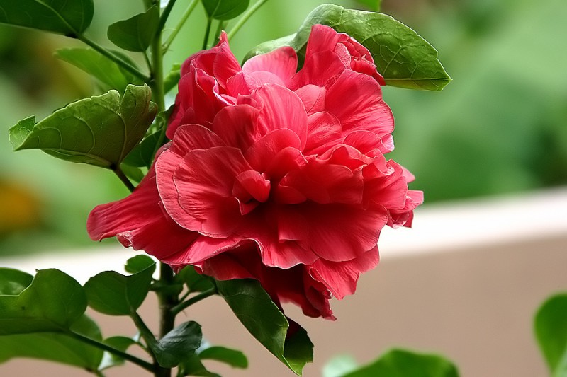 Hibiscus rojo