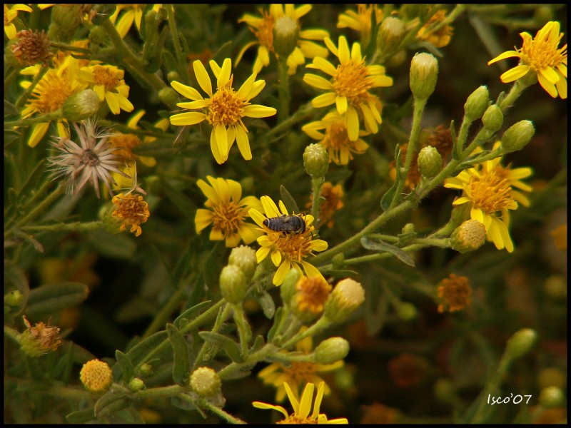 De flor en flor