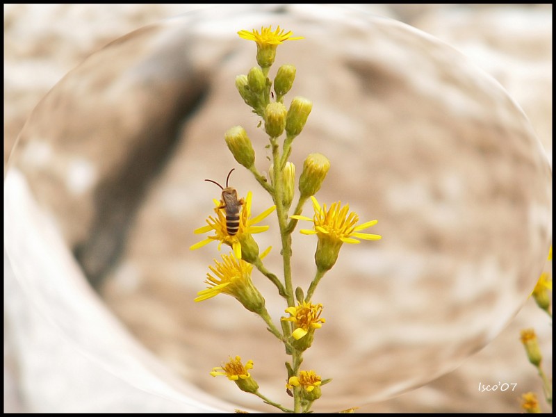 De flor en flor (2)