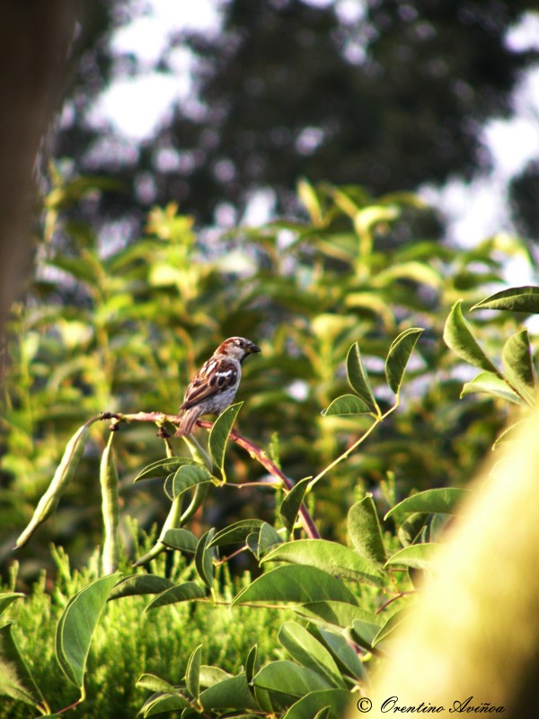 Solitario cazado