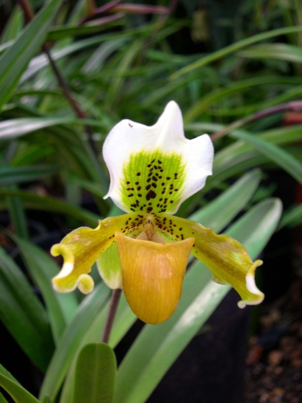 Orquidea