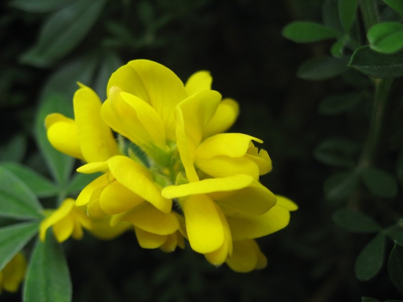 flor peludita