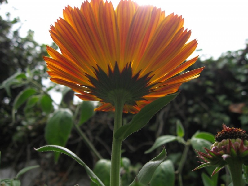 girasol  en contra luz