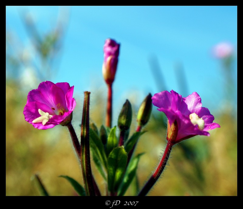 BELLEZAS