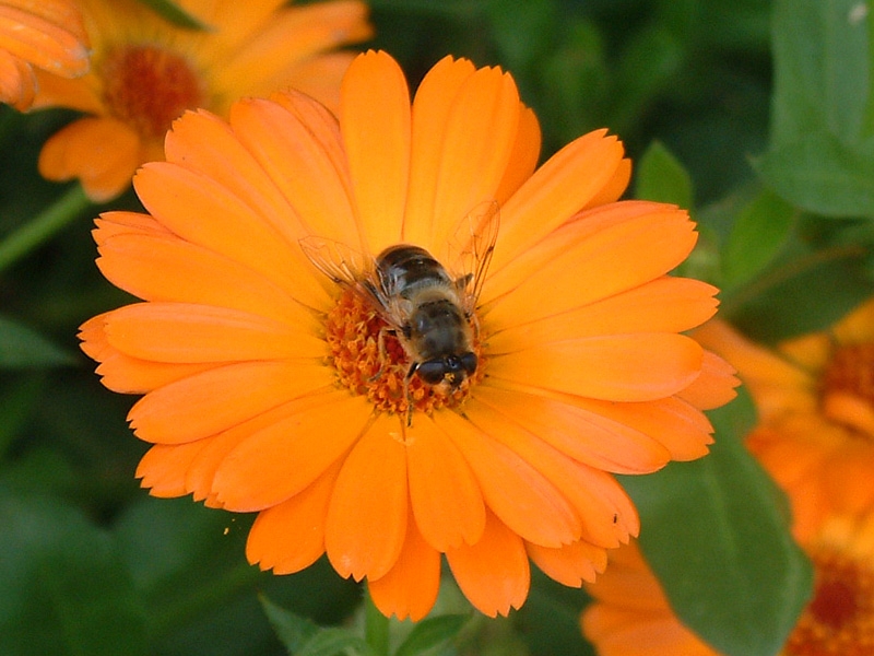 Abeja