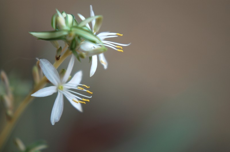 pistilos amarillos