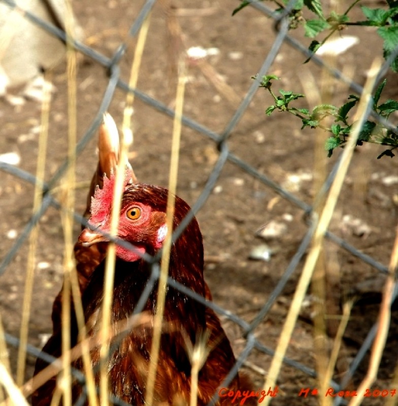 Posando en su corral.