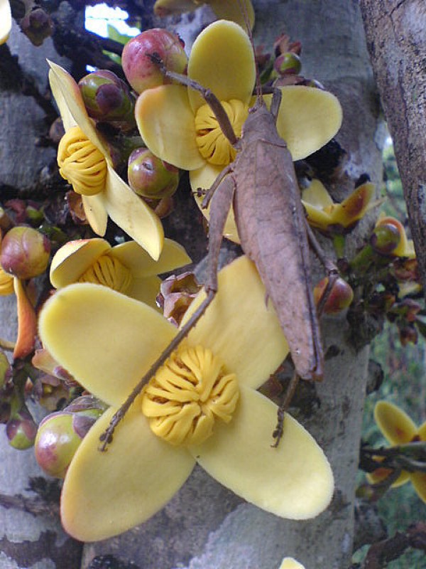 AMARILLO  CAMUFLADO