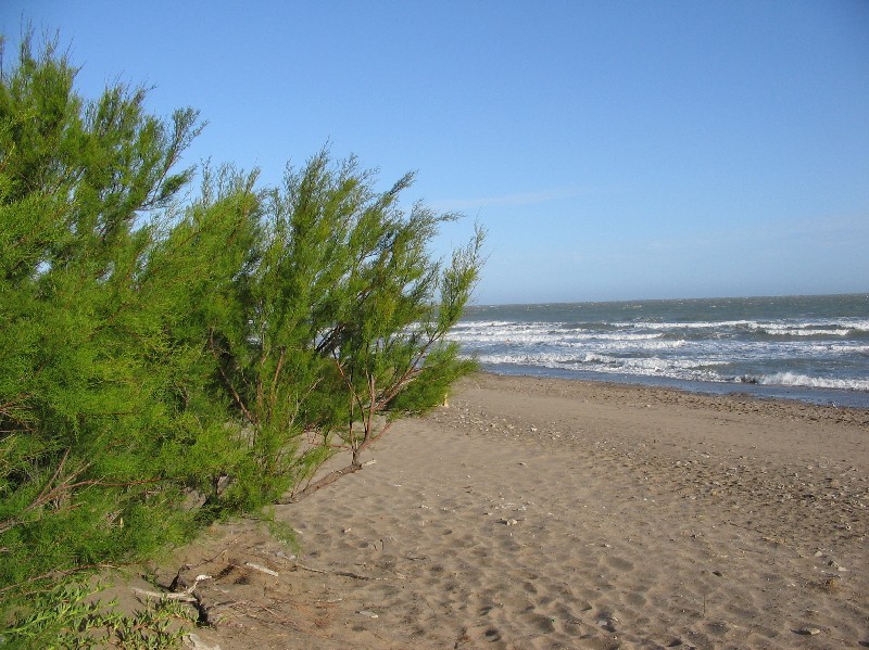 Tamarisco, arena y el mar