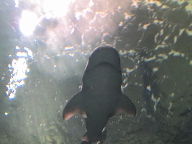 Sharky