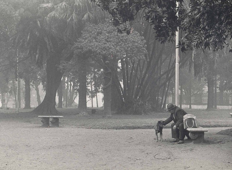 niebla en el parque