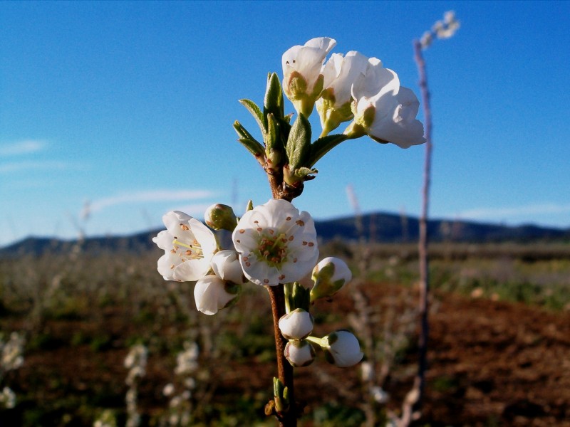 rbol en flor