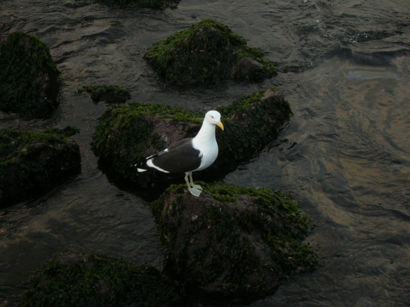 Gaviota centinela