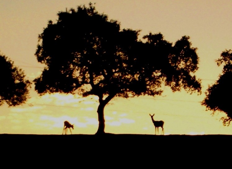 Atardecer con Ciervos