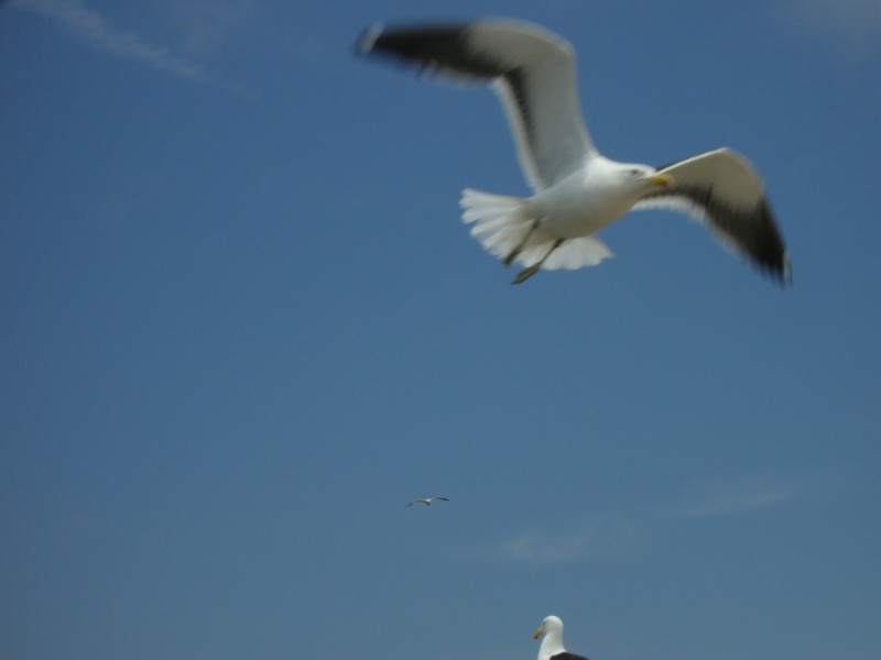 Gaviota y su envergadura