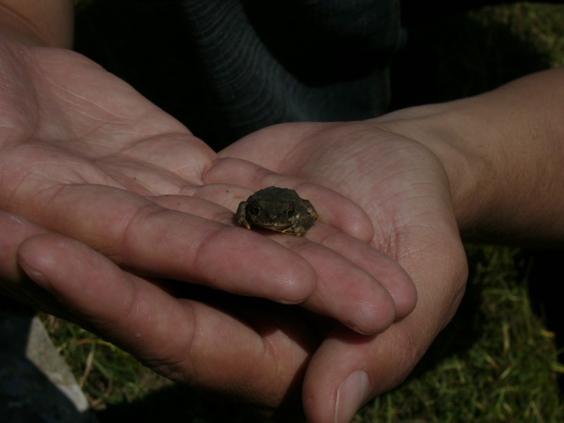 Sapito de Quilimar